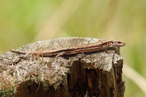 Lagarto vívido tomando el sol en el tronco del árbol —  Fotos de Stock