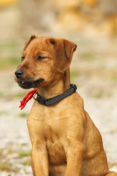 Vizsla lindo cachorro marrón — Foto de Stock