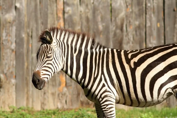 Zebra at the zoo — Stock Photo, Image