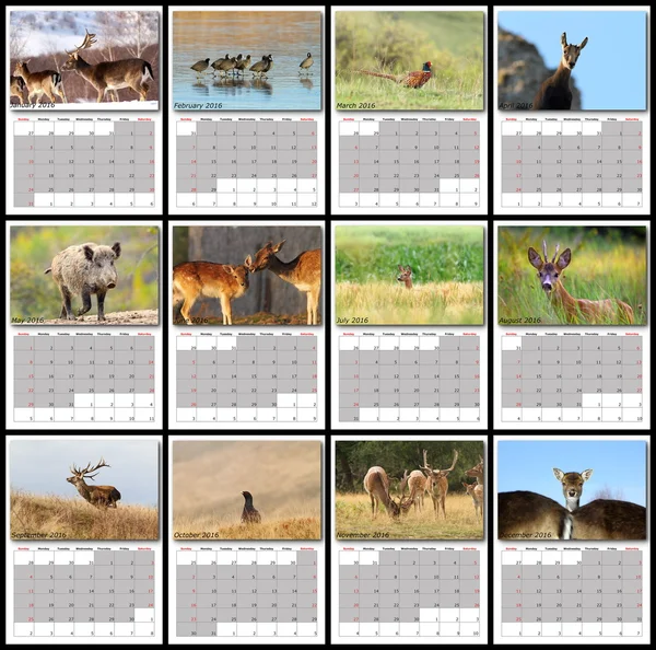 Calendario della fauna selvatica 2016 — Foto Stock
