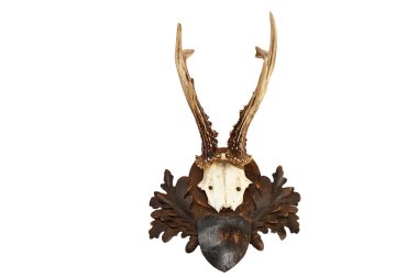 beautiful roebuck hunting trophy clipart