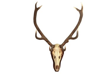 Cervus elaphus izole kupa