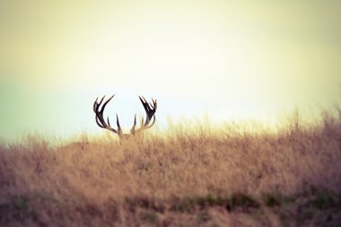 red deer buck hiding clipart