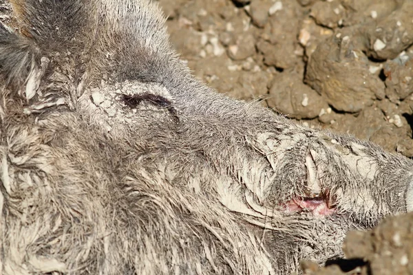 Camouflage of wild boar fur in mud — Stock Photo, Image