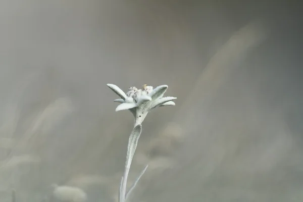 Полевой цветок эдельвейса перестал быть фоном фокусировки — стоковое фото