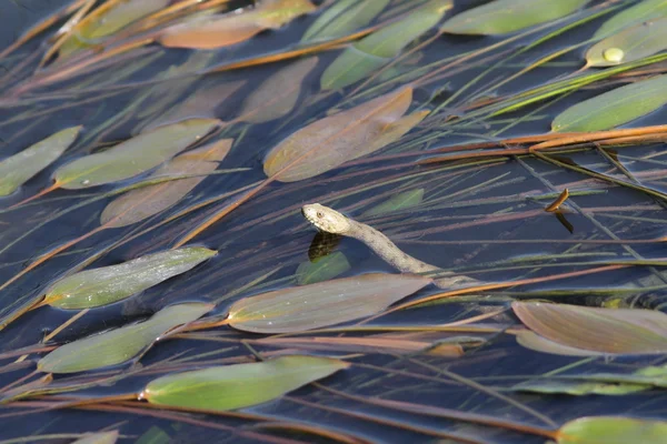 Dice snake in water — Stock Photo, Image