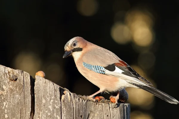 Eurasian jay at bird feeder — Stock Photo, Image