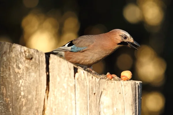 Eurasiatico jay ricerca cibo su birdfeeder — Foto Stock