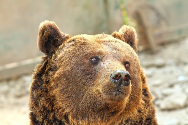 유럽 갈색 곰 초상화 — 스톡 사진