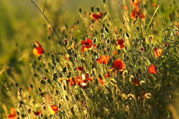 Field of wild red poppies — Stock Photo, Image