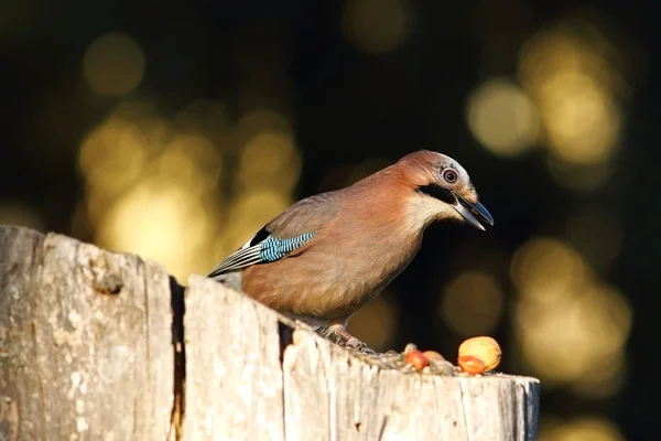 Garden bird foraging for nuts — Stock Photo, Image