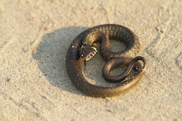 grass snake on sand