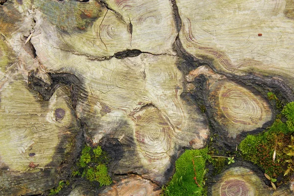 Textura interesante en el árbol cortado —  Fotos de Stock