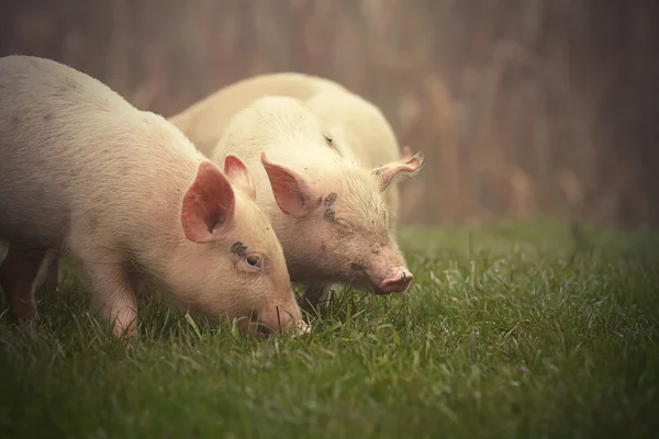 Kleine varkens op weide — Stockfoto