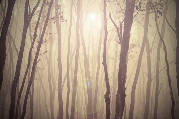 Magia nebbiosa vista foresta — Foto Stock