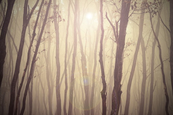 Magic misty forest view, trees in fog