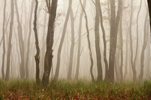 Manhã enevoada na floresta — Fotografia de Stock