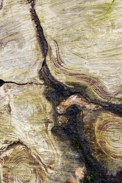 木材上年轮的自然设计 — 图库照片