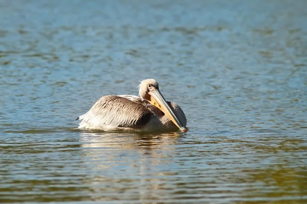 Pelicano em água azul — Fotografia de Stock