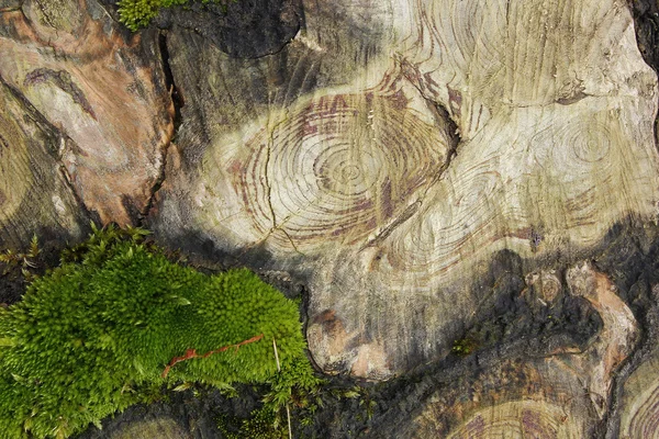 Реальная текстура вырубленного дерева — стоковое фото