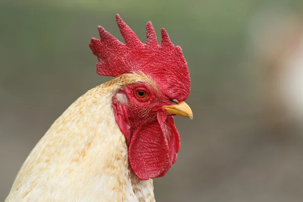 Retrato de gallo blanco — Foto de Stock