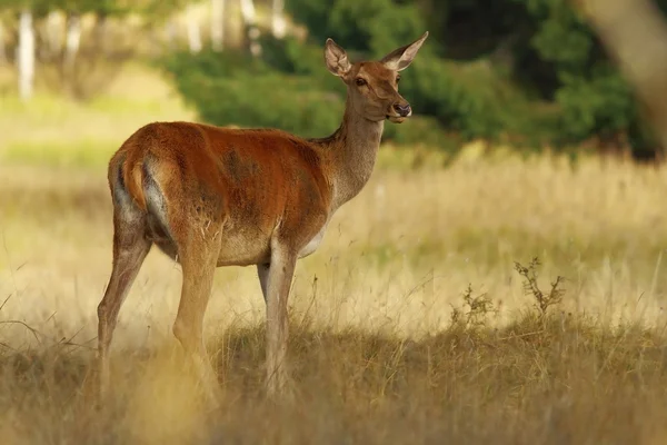 Red deer doe kijken naar de camera in een open plek — Stockfoto