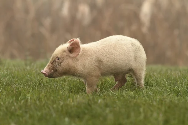 Маленька свиня на газоні — стокове фото