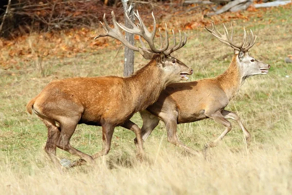 Jelen dva jeleni běží — Stock fotografie