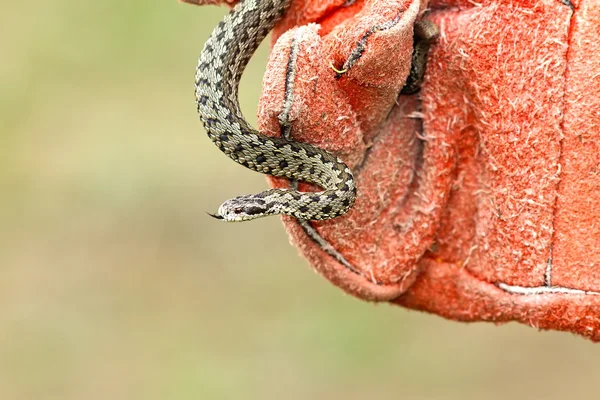 Venomous snake in hand with glove — Stock Photo, Image