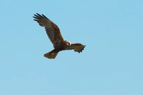 Batı marsh harrier uçuş — Stok fotoğraf