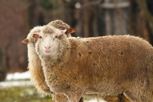 Białe owce w gospodarstwie — Zdjęcie stockowe