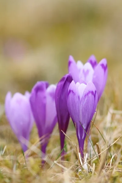 Vilda krokusar på våren — Stockfoto