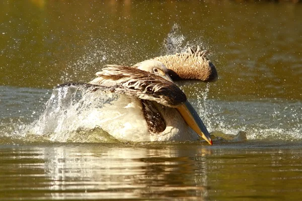 Giovane pellicano che gioca sull'acqua — Foto Stock