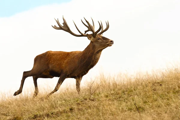 Red deer stag running Stock Photo