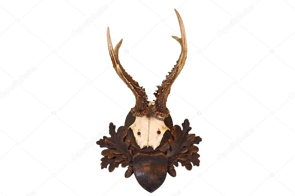 isolated roe deer hunting trophy