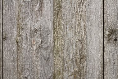 bej köknar panoları doku