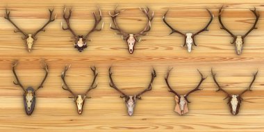 collection of hunting trophies on wooden background clipart