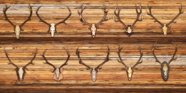 collection of red deer trophies on wood background clipart
