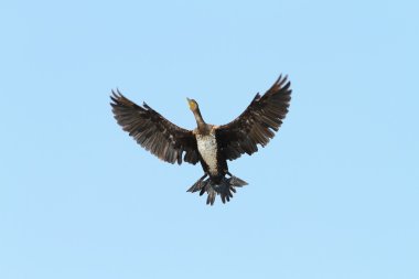 Büyük karabatak üzerinde mavi gökyüzü kanatları Yayilim
