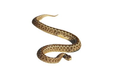 izole Moldova çayır engerek