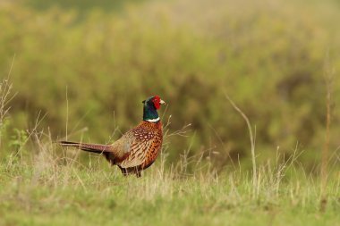 phasianus colchicus rooster on lawn clipart