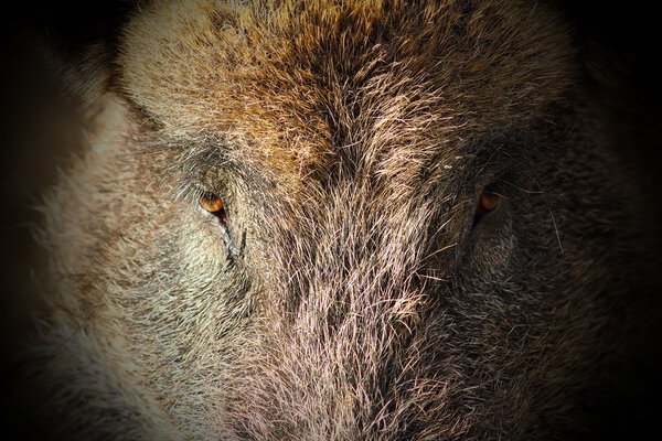 abstract portrait of wild boar