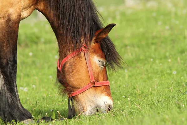 Beige horse grazing, portrait — Stock Photo, Image