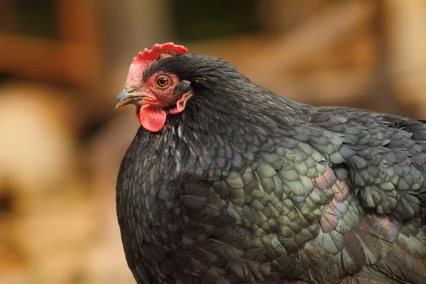 Big fat black hen — Stock Photo, Image