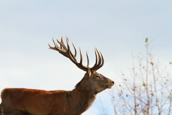 Big red deer stag — Stockfoto