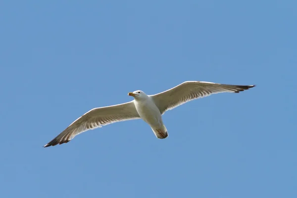 Caspian gull flying over the sky — Stock Photo, Image