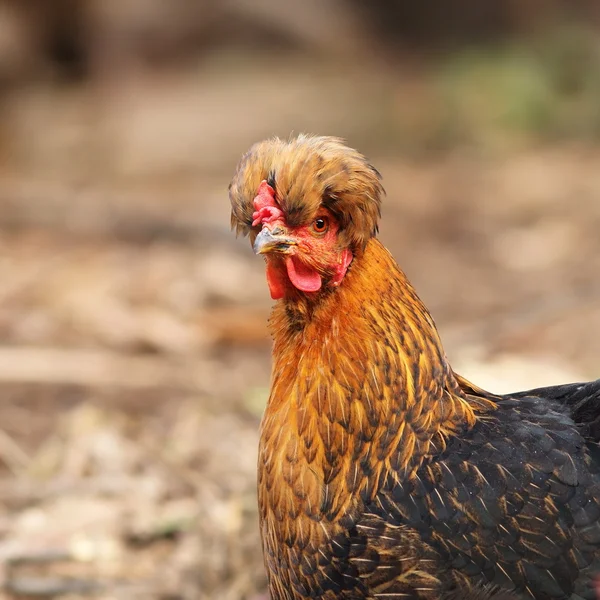 Close up of funny hen — Stock Photo, Image