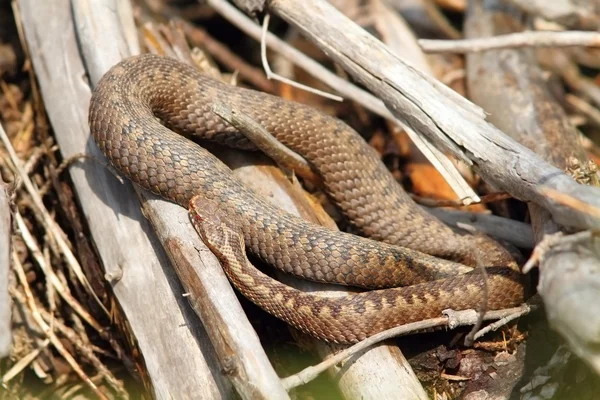 Víbora comum basking in situ — Fotografia de Stock