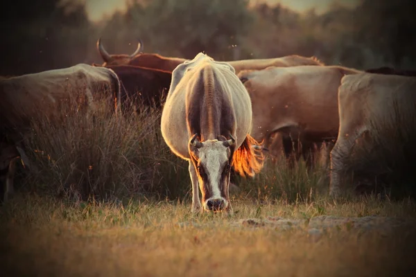 Cows herd in orange sunset light — Stock Photo, Image