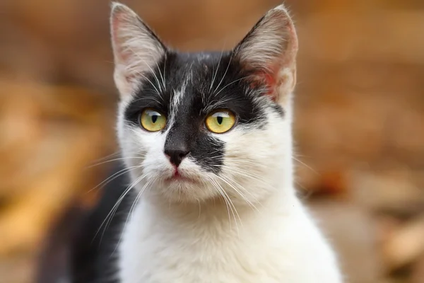 斑驳的可爱猫咪 — 图库照片